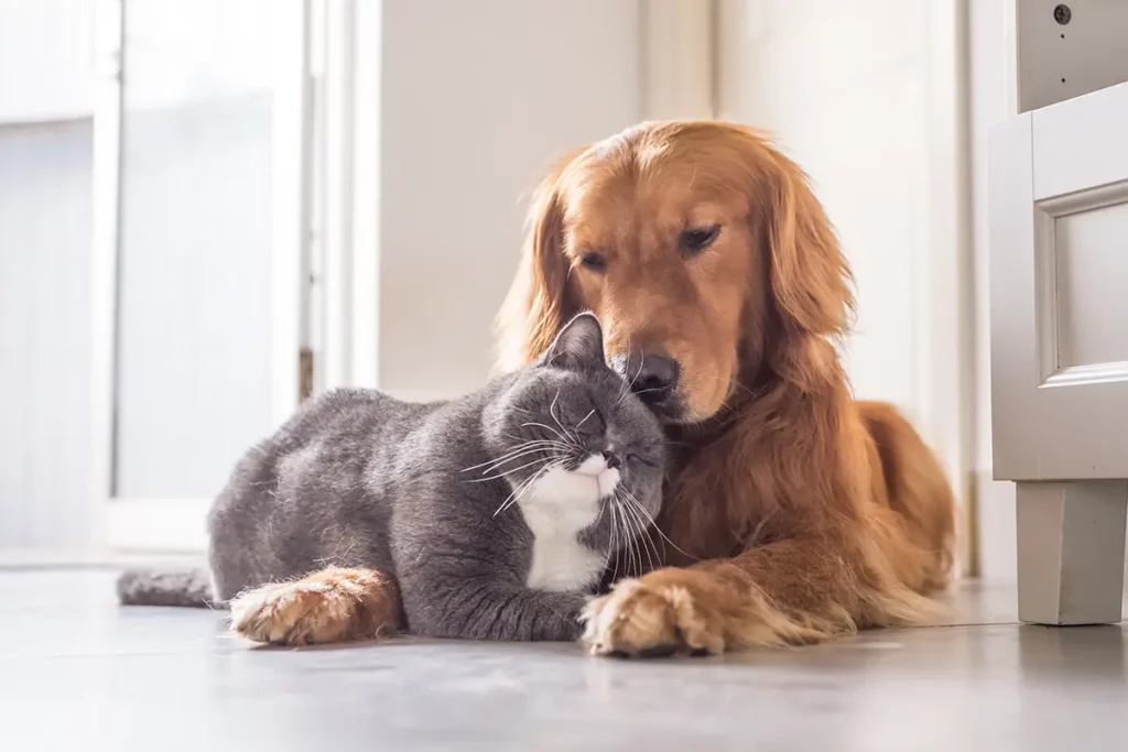 should i allow pets in my orange county rental