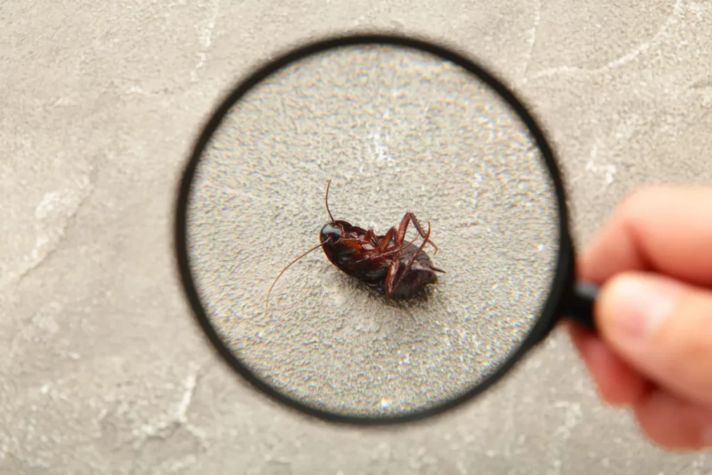 Pest control responsibility